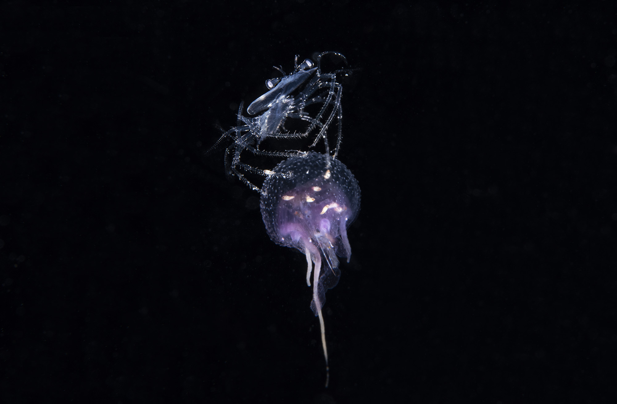 Nature highlights reforms for the International Seabed Authority