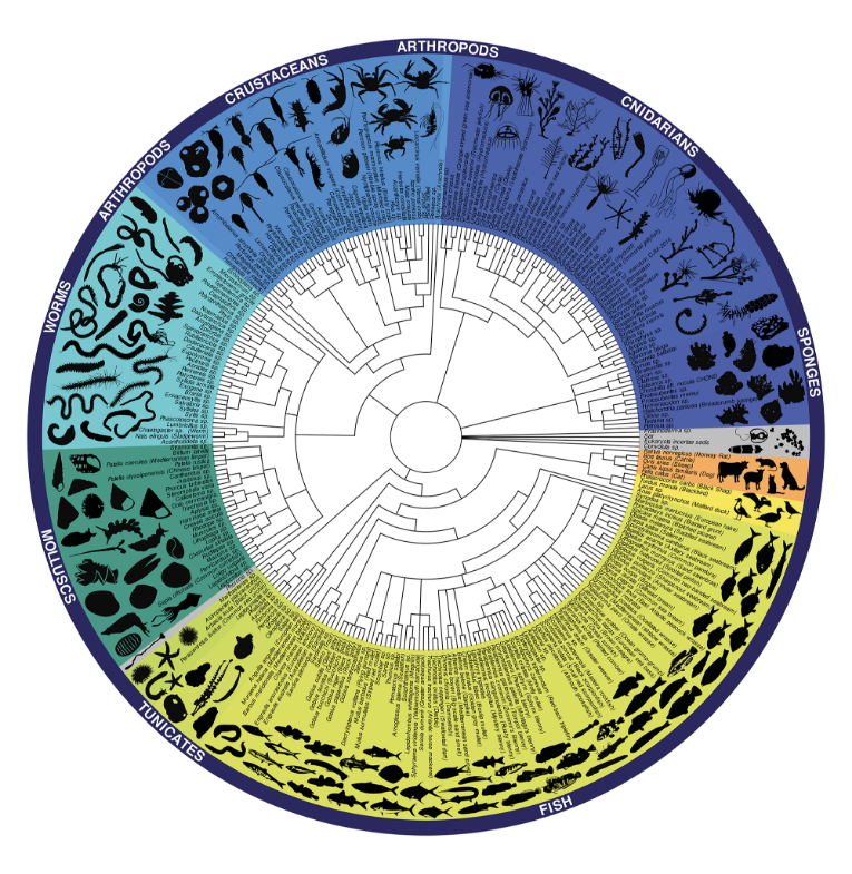 Contribute to EMODnet Biology via the eDNA Expeditions Project