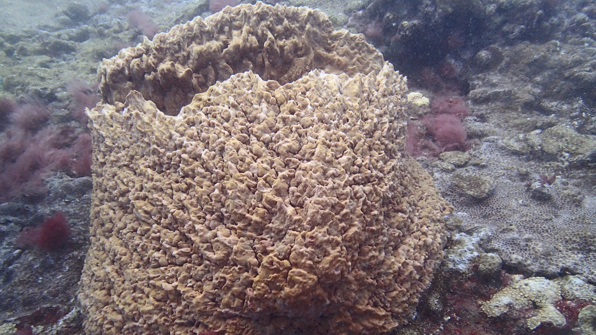 EurOcean Member CESAM Discovers New Bacterial Species Linked to Marine Sponges