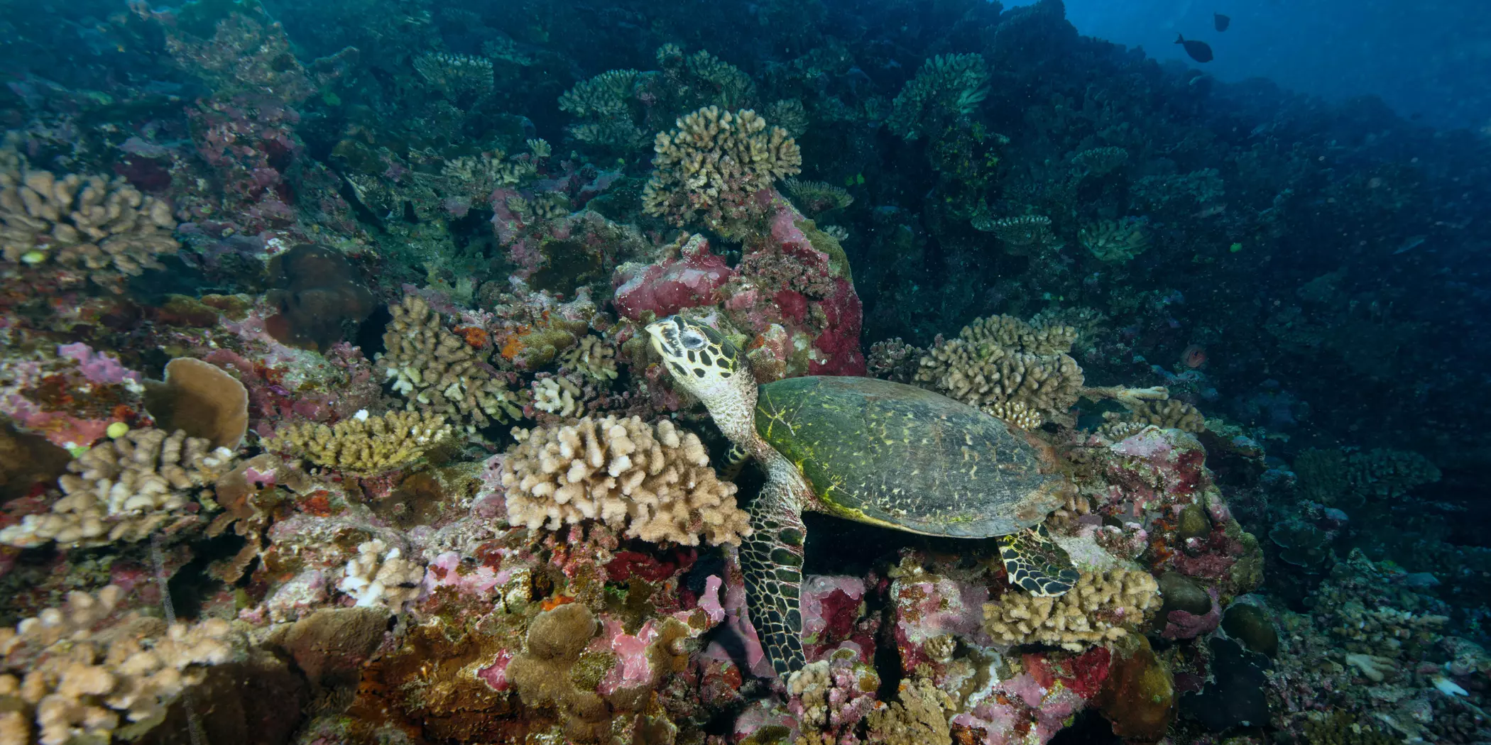 EurOcean Member Ifremer Highlights the Major Role of Pioneer Species in Coastal Biodiversity