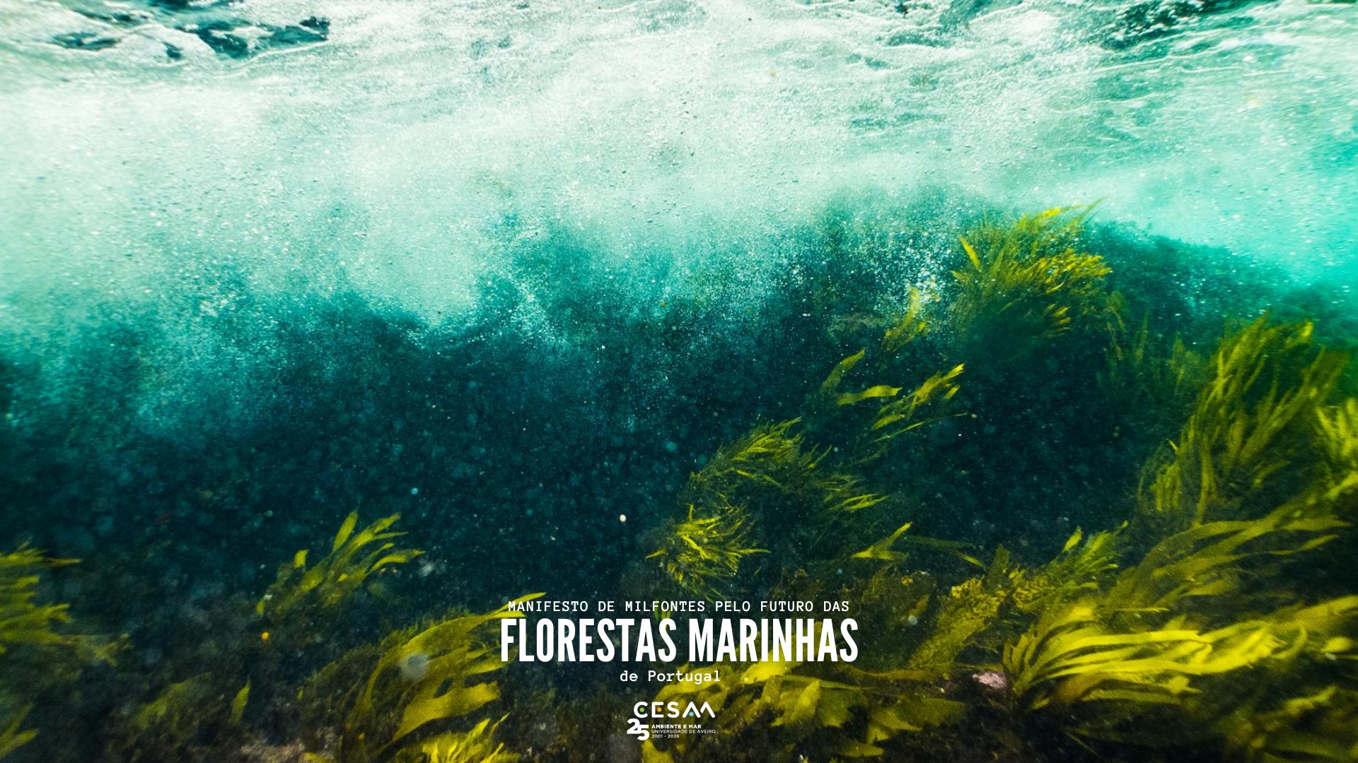 EurOcean Member CESAM Endorses Milfontes Manifesto for the Future of Portugal’s Marine Forests