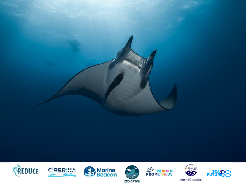Joint Webinar on Fisheries Bycatch to Explore Mobulidae Distribution in the Tropical Atlantic