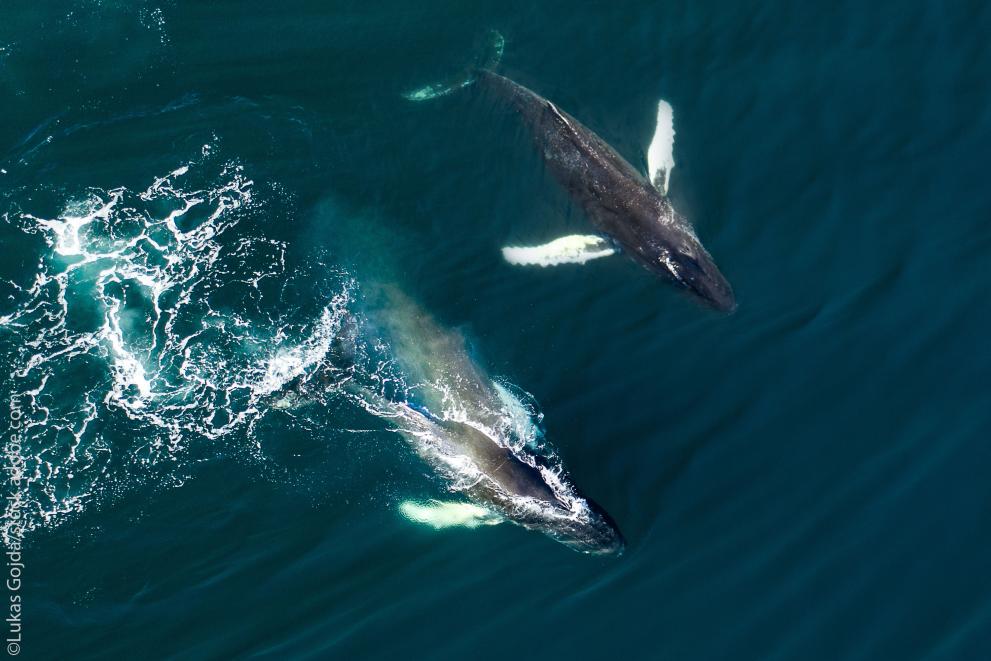 One Year of the European Ocean Pact