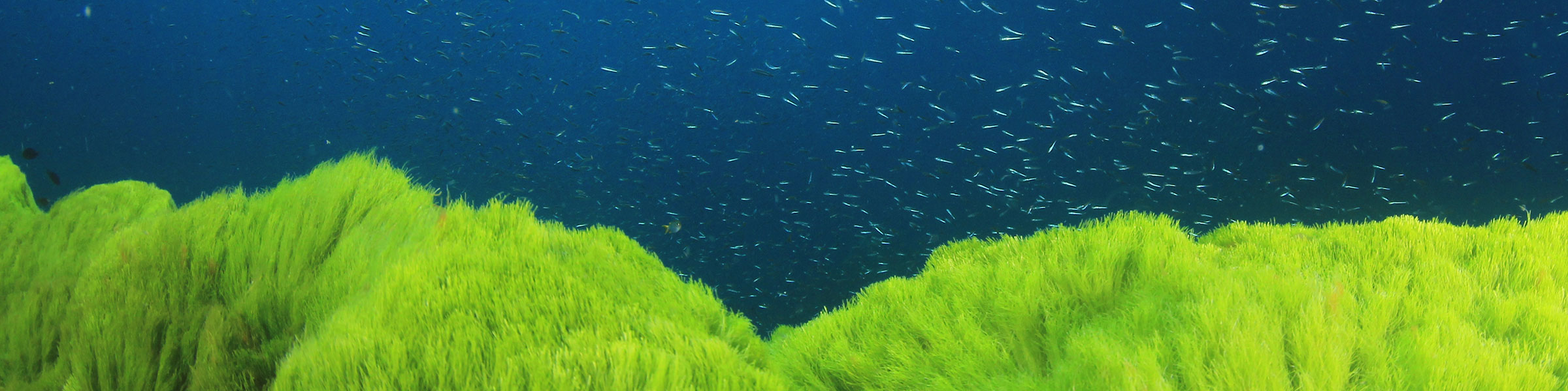 Using AI to Make Sense of the Growing Ocean Data