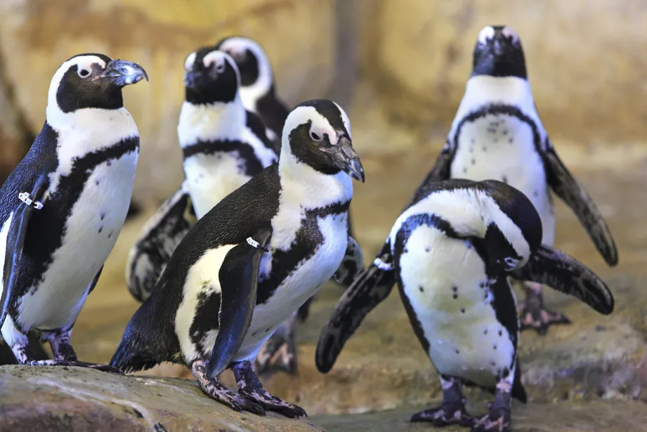 Nausicaá's Cape Penguins Move to a New Facility